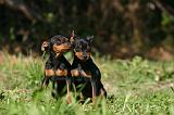 PINSCHER NAIN 177